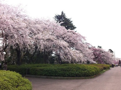 榴ヶ岡公園