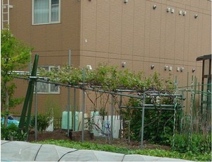 ぶどうの木