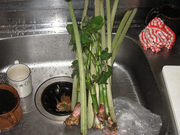 20070525-00.jpg