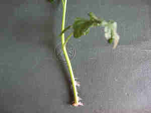 20070808-00.jpg