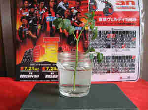 20070808-01.jpg