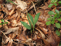 20080425-01.jpg