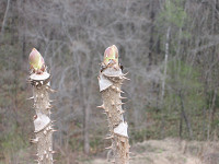 20080425-02.jpg