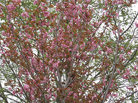20080524-00.jpg