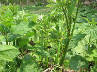20080524-02.jpg