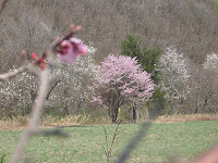 20090510-01.jpg
