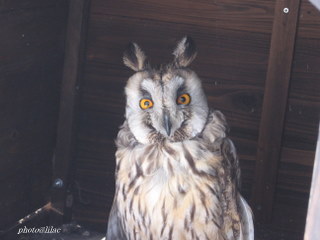 20100309-03.JPG
