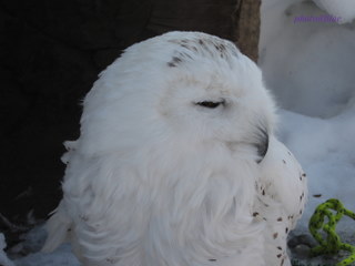 20100319-02.JPG