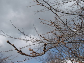 20100416-03.JPG