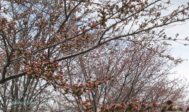 20100509-00.JPG