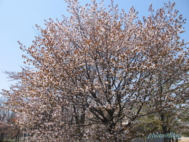 20100515-00.JPG