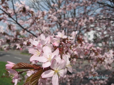 20100518-01.JPG
