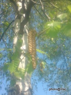 20100523-01.jpg