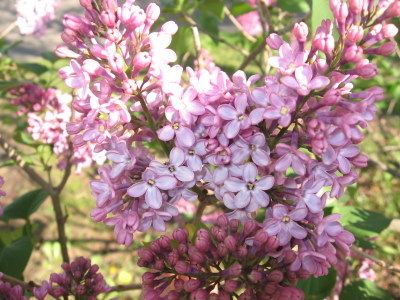 20100608-01.JPG