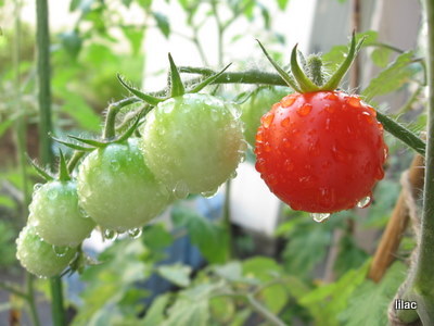20100911-00.JPG