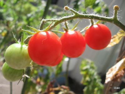 20100911-01.JPG