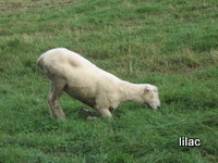 20100923-01.JPG