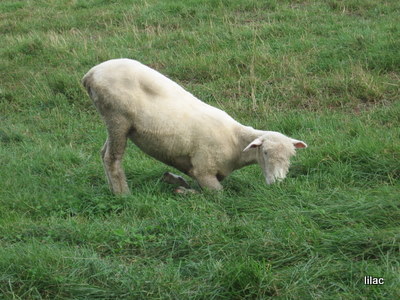 20100923-03.JPG