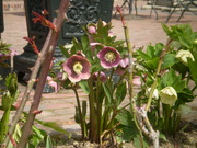 20080418-00.jpg