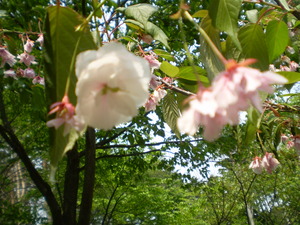 20080522-03.jpg