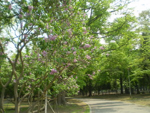 20080522-04.jpg