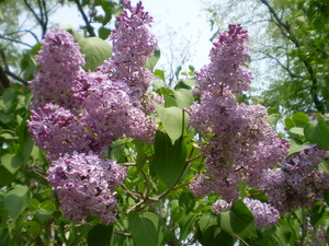 20080522-05.jpg