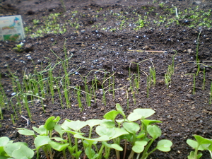 20090615-00.jpg