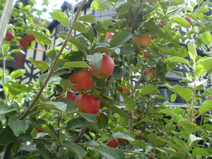 20090912-03.jpg