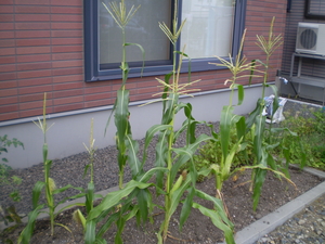 20090917-00.jpg