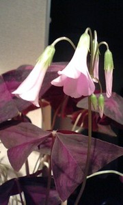 20110212-02.jpg