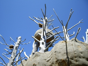 20070529-03.JPG