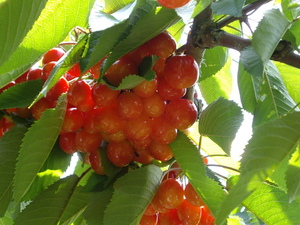 20070716-01.JPG