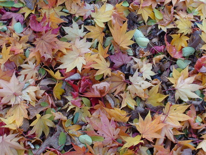 20071105-00.JPG