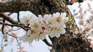 20080504-00.JPG