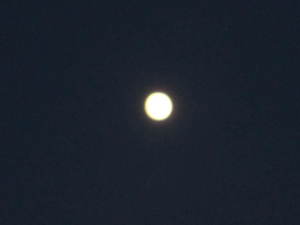 白星お月さん