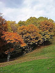 紅葉