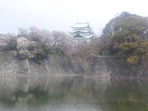 桜と名古屋城