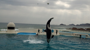 シャチ