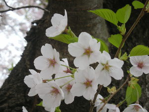 20070505-02.JPG