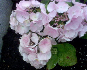 20070513-00.JPG