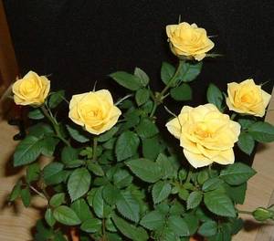 20080115-00.jpg