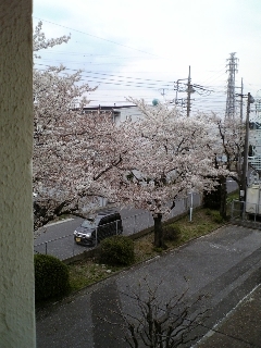 cherry