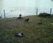 鳩1