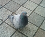 鳩2