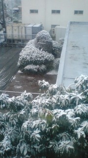 初雪