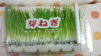 芽ねぎ