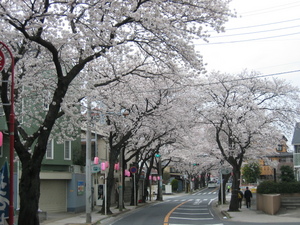 馬橋駅までの桜並木