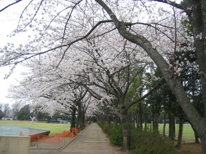 お花見回廊