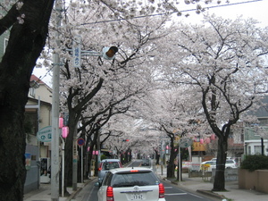 馬橋駅までの桜並木