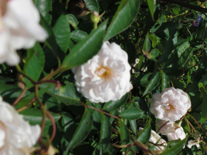 20090816-03.JPG